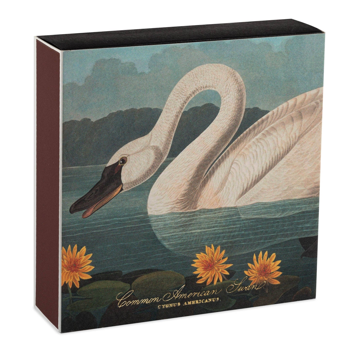 Common American Swan | Square Matchboxes
